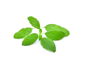 Holy basil isolated on white background
