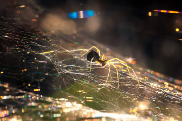 background spider web in morning dew drops on green grass. sun glare