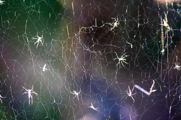 background spider web in morning dew drops on green grass. sun glare