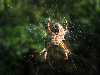 background spider web in morning dew drops on green grass. sun glare