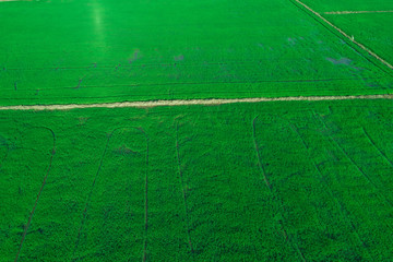 Obraz premium Rice plantation green field sunset aerial view