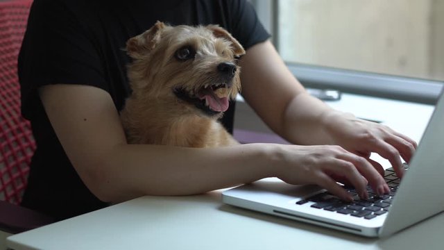 Woman working on laptop computer with her Norfolk Terrier dog