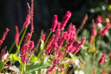 Flowering flames of the knotweed Persicaria amplexicaulis firetail in the morning light