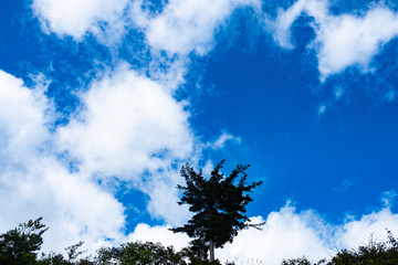 青空と雲と木のシルエット