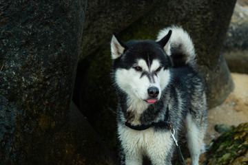 Black and white husky. Cheerful dog travels the world. Sea and botanical garden. Bulgaria.