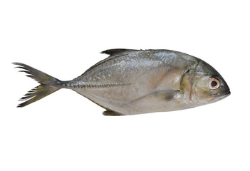 Longfin trevally or Giant kingfish (Caranx ignobilis) is marine animal on white background with clipping path.