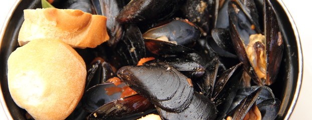 frische Miesmuscheln