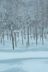 冬の凍結した青い池 / 北海道美瑛町の観光イメージ