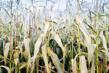 Corn in the field on background of blue sky