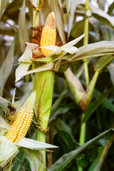 Corn field closeup with ripe ear of corn