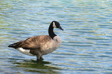 Canadian goose on blue river water background in Florida nature, closeup