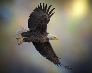 American bald eagle