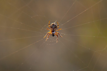 background spider web in morning dew drops on green grass. sun glare