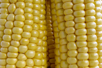 Grains of ripe corn. Side view, corn background. Macro image. yellow corn stalk close up