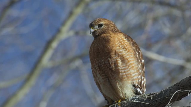 4K Close-Up of Red-Shouldered Hawk in Winter in New England