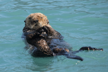 Fototapeta premium Relaxing -Possierlicher Seeotter auf dem Rücken schwimmend bei der Fellpflege