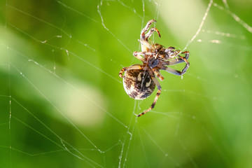 background spider web in morning dew drops on green grass. sun glare