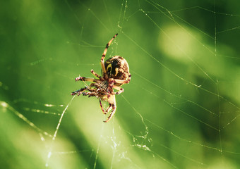 background spider web in morning dew drops on green grass. sun glare