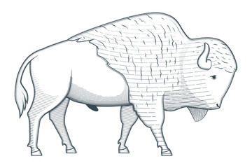 Standing bison illustration