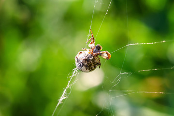 background spider web in morning dew drops on green grass. sun glare