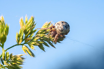 background spider web in morning dew drops on green grass. sun glare