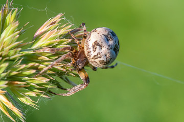 background spider web in morning dew drops on green grass. sun glare