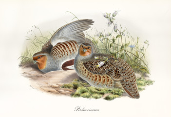 Gray partridge brown streaked and its partner outdoor hided in the grass. Vintage style hand colored watercolor illustration of Grey Partridge (Perdix perdix). By John Gould, In London 1862 - 1873