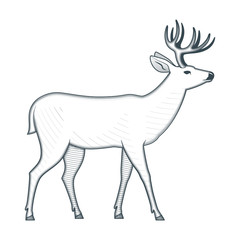 Standing deer vintage vector illustration