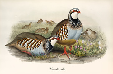Couple of partridges and other exemplars little far in the grass. Vintage style detailed watercolor illustration of Red-Legged Patridge (Alectoris rufa). By John Gould publ. In London 1862 - 1873 - obrazy, fototapety, plakaty