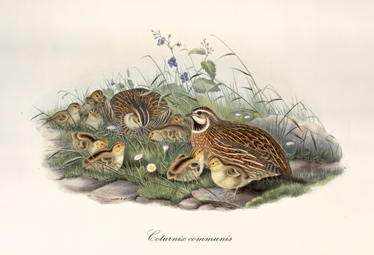 Quail with partner and children outdoor on a grassy and stony ground. Vintage style hand colored and detailed illustration of Common Quail (Coturnix coturnix). By John Gould, In London 1862 - 1873