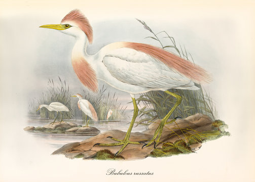 Cattle egret, profile view displayed, with its pinkyish crest in its acquatic natural environment. Old illustration of Cattle Egret (Bubulcus ibis). By John Gould publ. In London 1862 - 1873