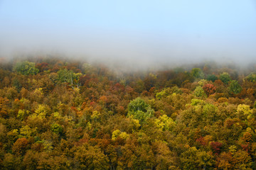 Obraz premium The fog is coming in autumn forest . Background, fog, forest, autumn,