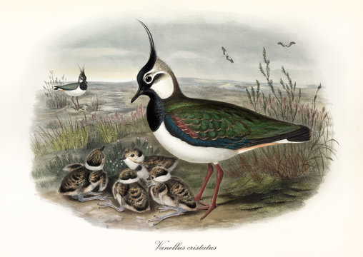 Northern Lapwing (Vanellus vanellus). Colorful bird and its children on the ground surrounded by the acquatic vegetation. Vintage style watercolor illustration by John Gould, London 1862 - 1873
