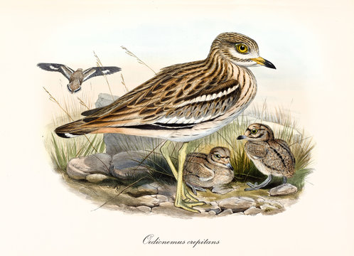 Eurasian Stone Curlew (Burhinus oedicnemus). Brown black dotted bird and its children in the grass. Detailed watercolor vintage illustration by John Gould publ. In London 1862 - 1873