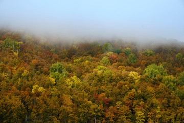 Fototapeta premium The fog is coming in autumn forest . Background, fog, forest, autumn,