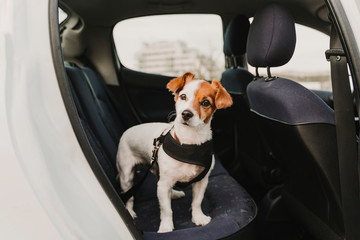 cute small jack russell dog in a car wearing a safe harness and seat belt. Ready to travel....