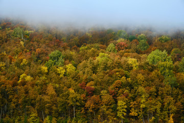 Fototapeta premium The fog is coming in autumn forest . Background, fog, forest, autumn,