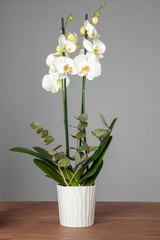 Fototapeta na wymiar Big healthy orchid flower in a white vase on the brown wooden table with the grey isolated background