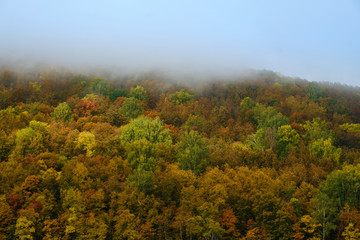 The fog is coming in autumn forest . Background, fog, forest, autumn,