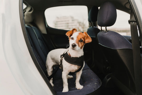 Cute Small Jack Russell Dog In A Car Wearing A Safe Harness And Seat Belt. Ready To Travel. Traveling With Pets Concept