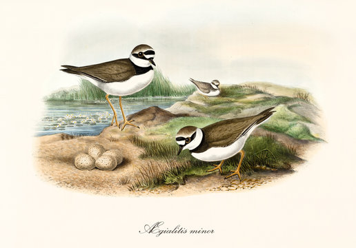 Couple of Little Ringed Plover (Charadrius dubius) birds oversee their eggs on part of an aquatic landscape. Vintage style detailed watercolor illustration by John Gould publ. In London 1862 - 1873