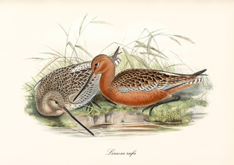 Bar-Tailed Godwit (Limosa iapponica) birds drink water on a pond shore and thei taking also a rest. Detailed vintage watercolor art by John Gould publ. In London 1862 - 1873