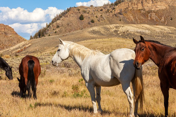 Horses in the Valley of Colorado