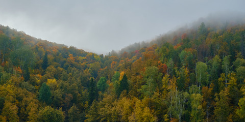 Autumn forest on the shore of a mist-covered