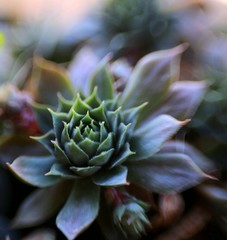 Fototapeta premium Succulent Macro