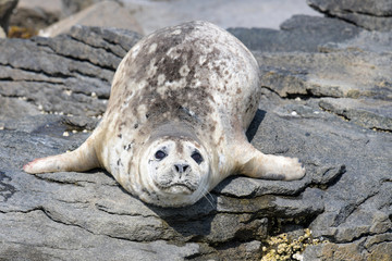 Die Sonne genießender junger Seehund, auch Spotted Seal in Alaska