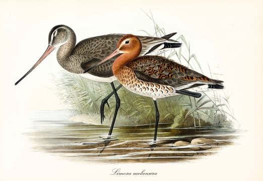 Couple of brownish and reddish Black-Tailed Godwit (Limosa limosa) birds with long beaks walking in the low water in a pond. Detailed vintage watercolor art By John Gould publ. In London 1862 - 1873
