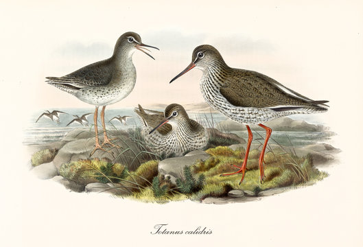 Three Common Redshank (Tringa totanus) birds on a rocky ground with the sea on background. One of them is crouched. Detailed vintage watercolor art by John Gould publ. In London 1862 - 1873