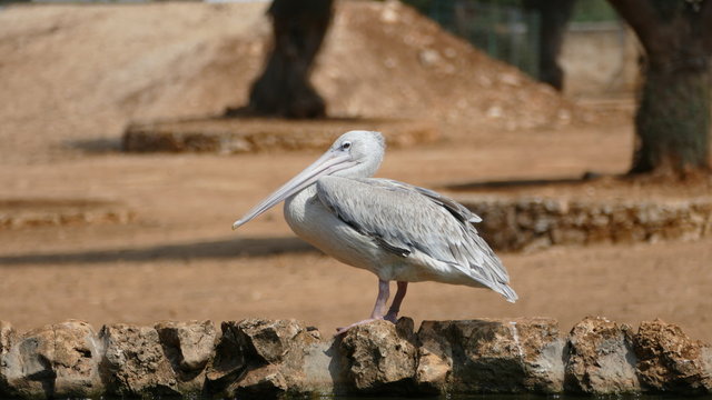 Pellicani. Uccelli acquatici, unico genere della famiglia Pelecanidae