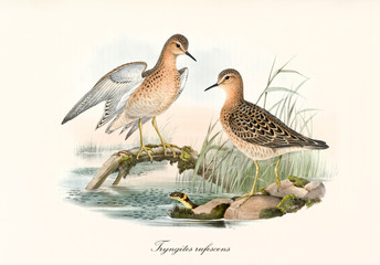 Couple of Buff-Breasted Sandpiper (Calidris subruficollis) birds on aquatic context. One of them pose with its spreading wings on a branch. Detailed art by John Gould publ. In London 1862 - 1873